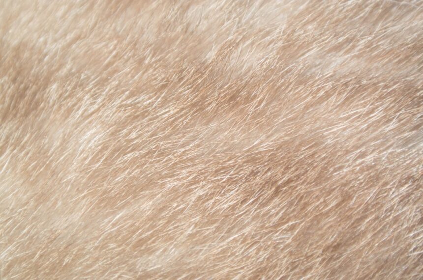 découvrez tout sur la laine : ses propriétés, ses utilisations et ses avantages pour des vêtements chauds et durables.