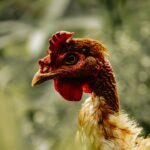 conseils et soins essentiels pour l'entretien des becs et griffes de poulet afin de garantir leur santé et bien-être.