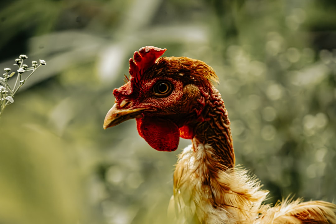 conseils et soins essentiels pour l'entretien des becs et griffes de poulet afin de garantir leur santé et bien-être.