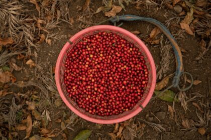 découvrez le commerce équitable, un mode d'échange respectueux des producteurs et de l'environnement, garantissant des conditions justes et durables.