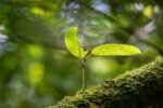 découvrez les stratégies et pratiques pour favoriser une croissance durable, alliant développement économique, protection de l’environnement et responsabilité sociale.