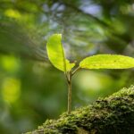 découvrez les stratégies et pratiques pour favoriser une croissance durable, alliant développement économique, protection de l’environnement et responsabilité sociale.