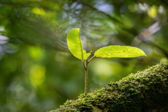 découvrez les stratégies et pratiques pour favoriser une croissance durable, alliant développement économique, protection de l’environnement et responsabilité sociale.
